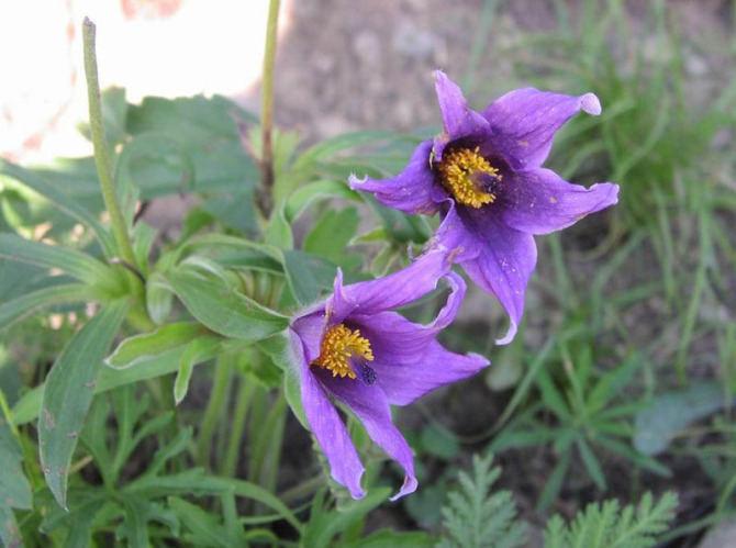 百花园(1228 白头翁(老公花)